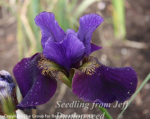 Jeff Dunlop seed sdlg 1.6 (0)